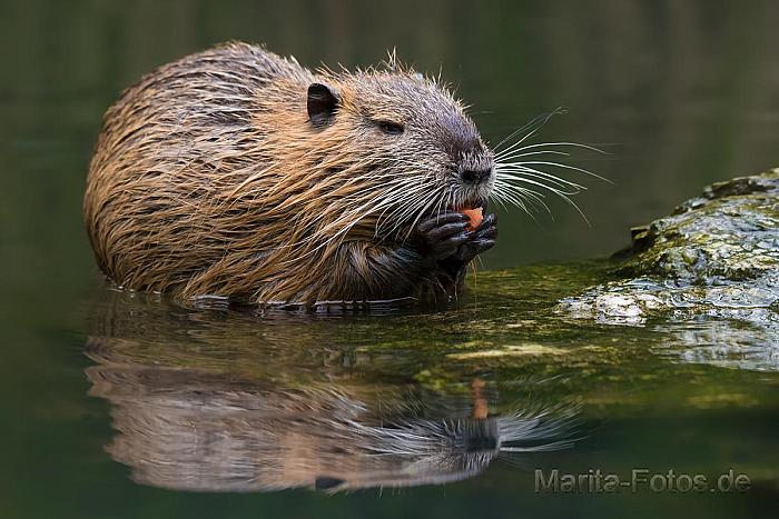 Nutria