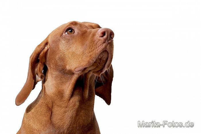 Vizsla