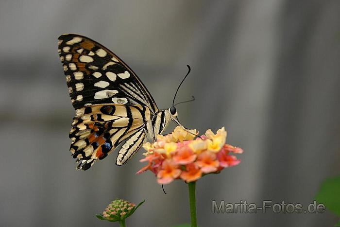 Schmetterling