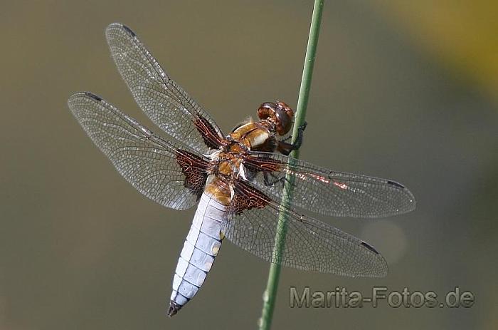 vierfleck Libelle