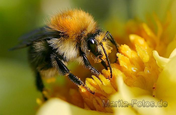 bienchen