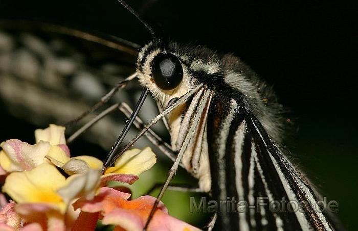 Schmetterling