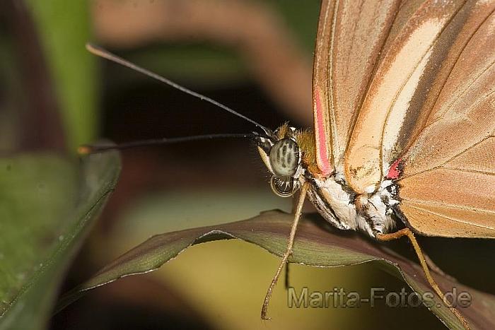 Schmetterling