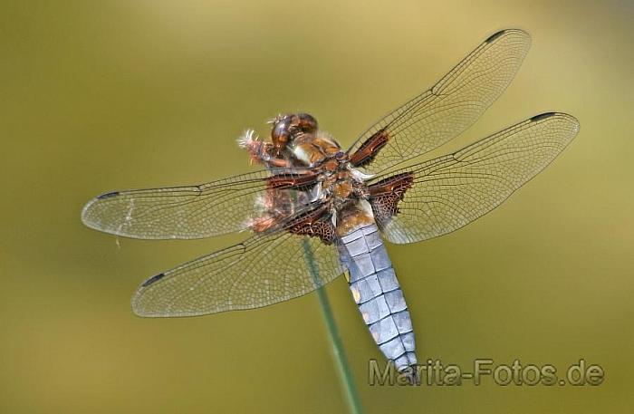 vierfleck Libelle