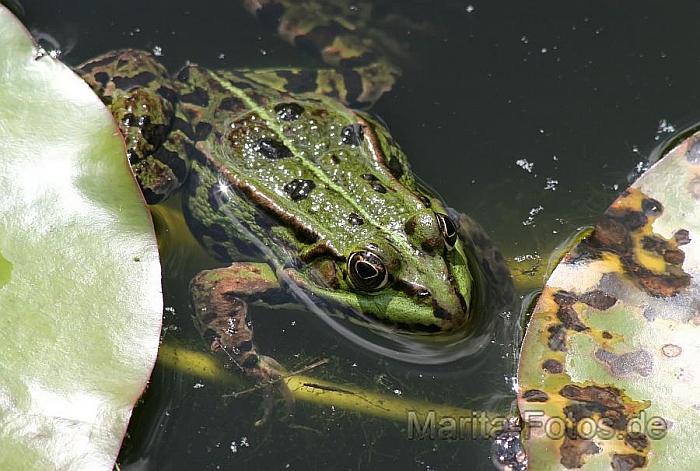 frosch