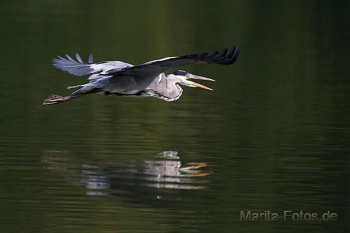 Graureiher im Flug