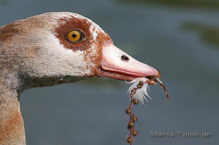 Nilgans