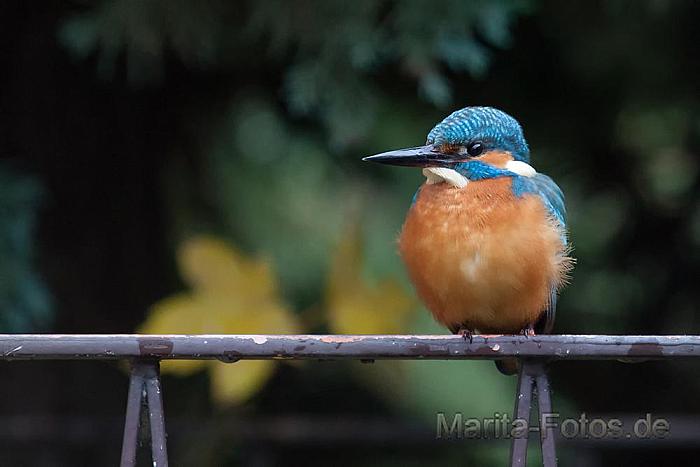 Eisvogel im Garten