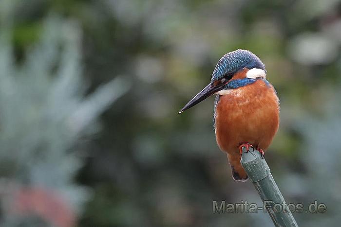 Eisvogel