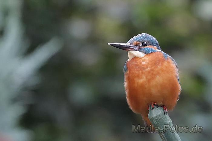 Eisvogel