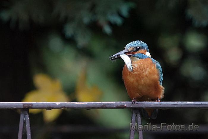 Eisvogel mit Beute