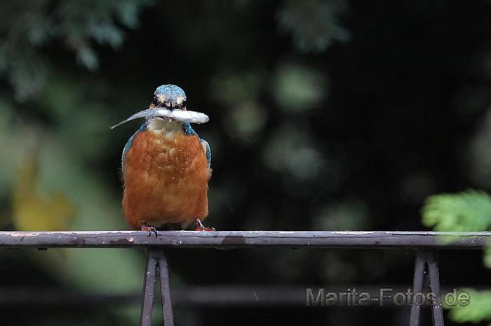 eisvogel mit Fisch