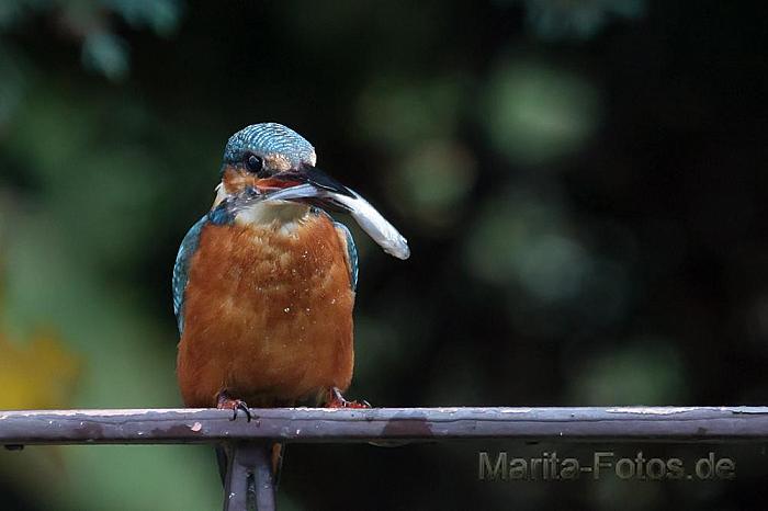 eisvogel