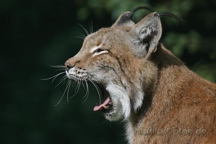 Luchs