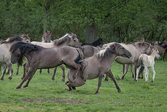 Wildpferde in Duelmen