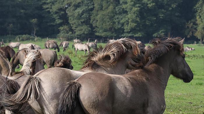 Wildpferde in Duelmen