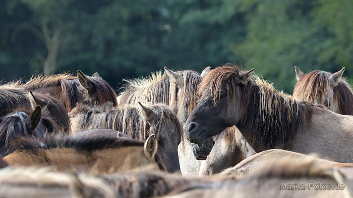 Wildpferde in Duelmen