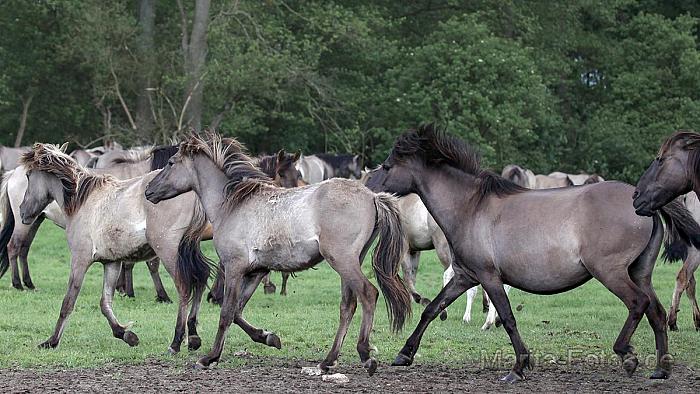 Wildpferde in Duelmen