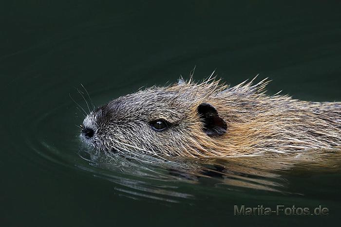 Nutria