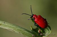 roter käfer