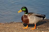 Ente