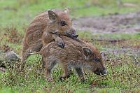 Frischlinge im Wildpark Granat